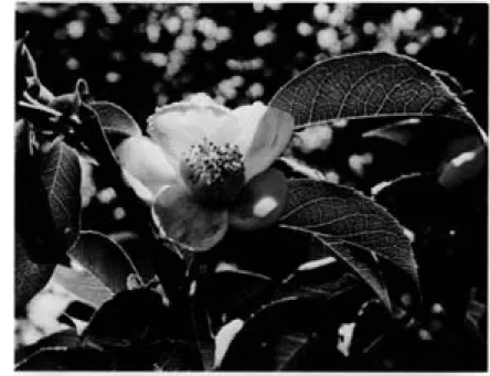 Fig.  3.  Flowering  branch  of  S.  rostrata,  the  species  recently  described  as