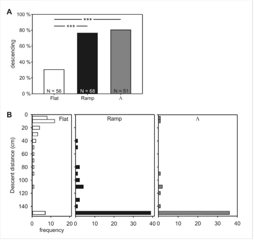 Figure 2Experiment 1: Proportion of descents and descent distances after flat, ramp, and Λ trainingExperiment 1: Proportion of descents and descent distances after flat, ramp, and Λ training