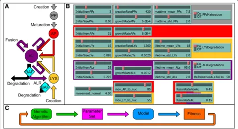 Figure 1 Overview of the core model of autophagy. A Schematic describing interaction of the four agent types