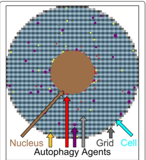 Figure 2 Implementation of the core model of autophagy.brown. The implemented 0.5grey squares in the background