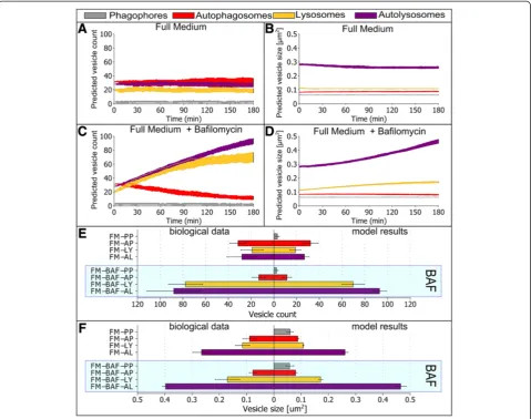 Figure 4 Core model simulation of autophagic flux dynamics. The core model was simulated for 100 runs under indicated conditions for3 hours