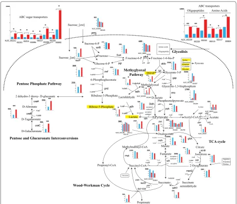 Fig. 4 Metabolic pathways representation of the central carbon metabolism of name can be found in Additional file P