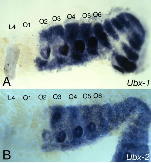 Figure 5Cs-Ubx-1 portion of O2 and corresponds to the parasegment boundary [15]. The opisthosomal limb primordia that will form the respi-Expression pattern of the and Cs-Ubx-2 genesExpression pattern of the Cs-Ubx-1 and Cs-Ubx-2 genes