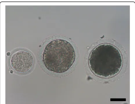 Fig. 1 Milestones in the production of transgenic cattle