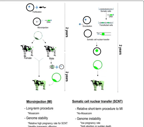 Fig. 3 Illustration depicting micro-injection (MI) and somatic cell nuclear transfer (SCNT) for genome modified cattle (GMC)