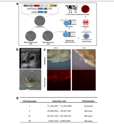 Fig. 5 Pregnancy of cloned embryos derived from tetracycline dependent gene expression.expression system in cattle; the somatic cell nuclear transfer protocol was presented in our previous publication [15]