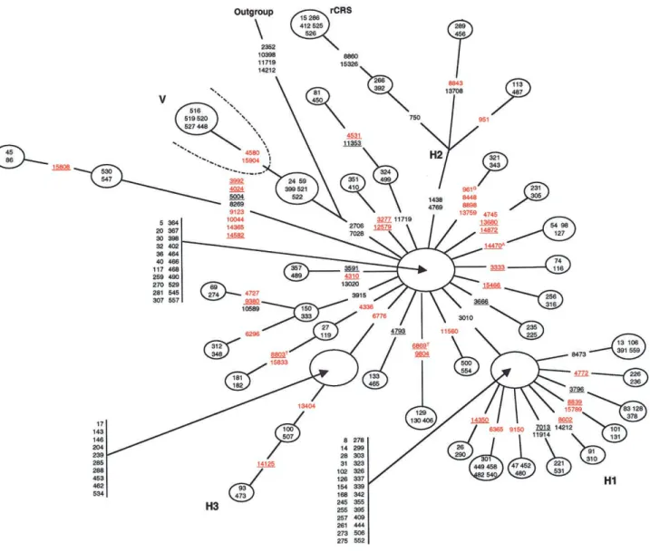 Figure 3 Skeleton network of H/V mtDNA sequences. A set of 226 mtDNA sequences that belong to haplogroup H and 8 sequences of haplogroup V were used to build a skeleton phylogenetic network