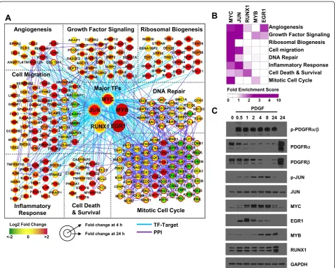 Figure 2 A network model describing major cellular pathways regulated by five key TFs in response to PDGF-BB stimulation