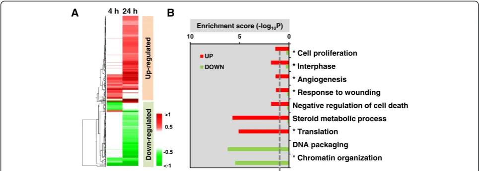Figure 3 Proteome analysis of pBSMC in response to PDGF-BB treatment. (A) Heatmap displaying differential expression patterns of 241DEPs at 4 h and 24 h compared to 0 h