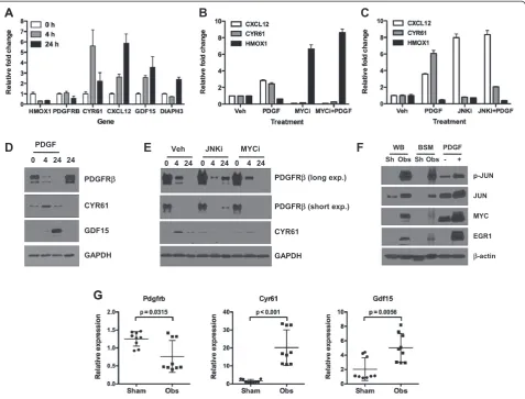 Figure 5 Target validation in vitro and in vivo. (A)tissue (WB, n = 2, pooled) or bladder smooth muscle (BSM, n = 5, pooled) from mice subjected to sham surgery (Sh) or outlet obstruction (Obs)were blotted with the indicated antibodies; serum-depleted pBSM