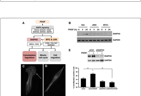 Figure 6 Effect of inhibition of MYC and JNK/JUN function on PDGF-induced changes in cell growth and migration