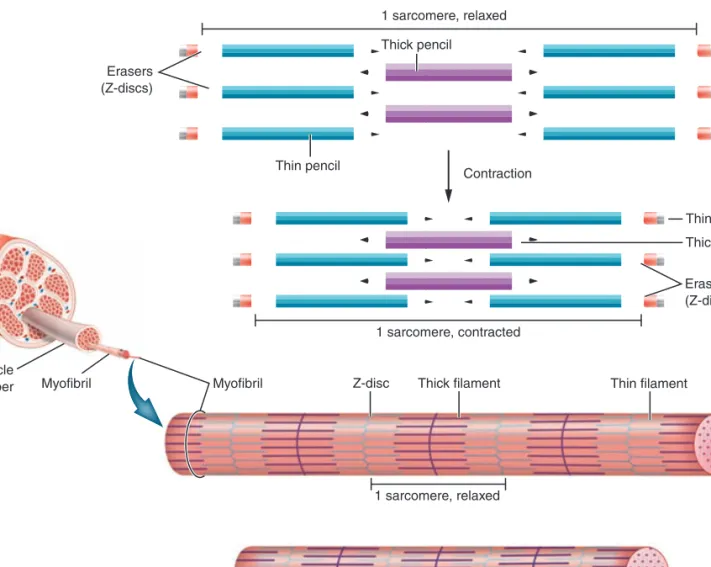 Figure 7.5. Myofi brils are composed of myofi laments. Pencils can be used to model a sarcomere