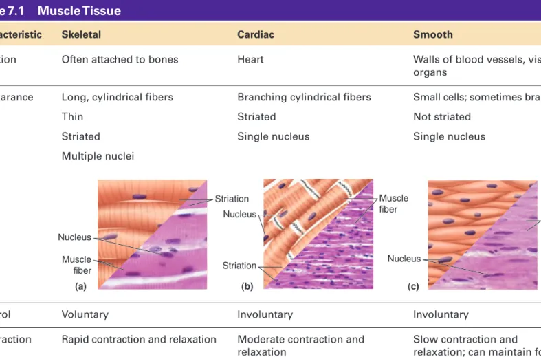 Table 7.1  Muscle Tissue