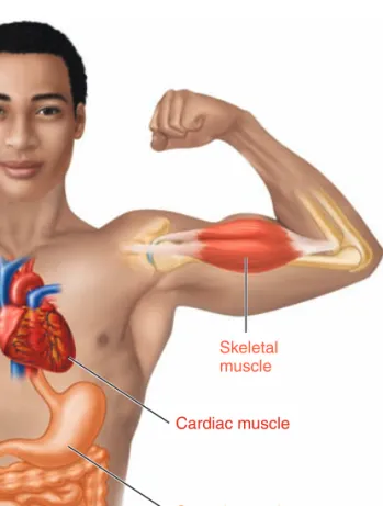 Figure 7.1. Muscles in action. Cardiac muscle (shown in  dark red) keeps blood moving, smooth muscle (orange)  enables food digestion and urine retention, and skeletal  muscle (bright red) moves the body