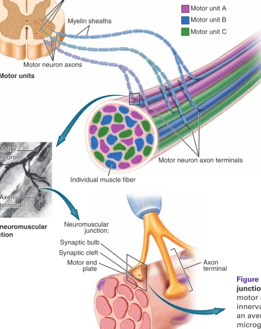 Figure 7.3. Motor units and the neuromuscular  junction. A. A motor unit consists of a somatic  motor neuron and the skeletal muscle fi bers it  innervates