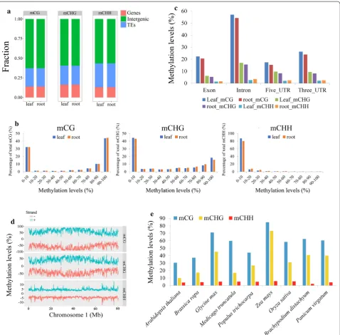 Fig. 1 DNA methylation levels of three methylated contexts (mCG, mCHG, and mCHH) and distribution in the leaf and root tissues of switchgrass
