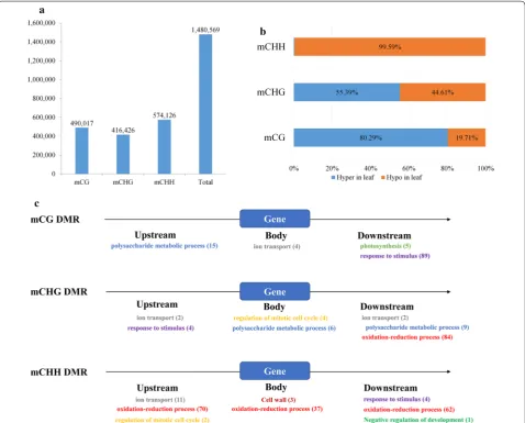 Fig. 4 Different methylation regions between leaf and root tissues in switchgrass. a DMR numbers of three cytosine contexts