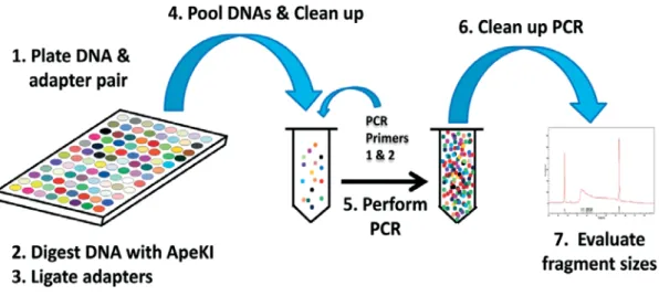 Figure 1.1 Basic scheme of used protocol for performing GBS (see Elshire et al. 2011) 
