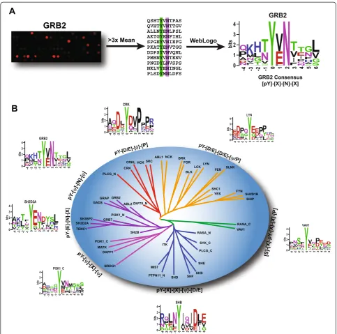 Figure 4 Specificity for physiological peptides defines functional groups of SH2 domains