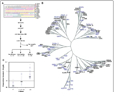 Figure 1 Probing interactions between SH2 domains and physiological peptide ligands at a systems level