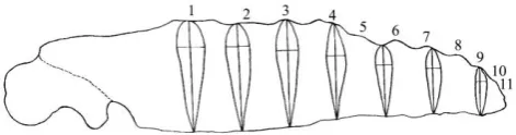 Fig. 1. The humpback whale flipper planform showing tubercle representative cross-sections where the vertical line through each cross-section is the chord and the horizontal line is the maximum thickness [14]