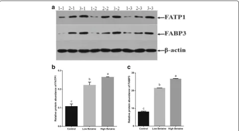 Fig. 5 Effect of betaine supplementation on the level of carnitine(a) and malonyl-CoA (b) in muscle