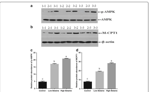 Fig. 6 The relative mRNA expression of factors involved in fatty acidoxidation in muscle