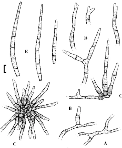 Fig. 39. Pseudocercospora lonchitidis hyphae. Conidiophore fascicle. ���������������A