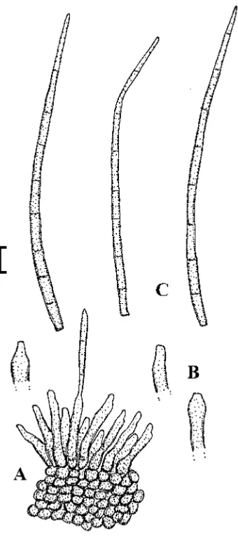 Fig. 44. Pseudocercospora nephrolepidicola (CBS H-20492). A. Conidiophore fascicle. B