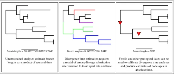Figure 1: Estimating branch lengths in units of time requires a model of lineage-specific rate variation, a model for describing the distribution of speciation events over time, and external information to calibrate the tree.