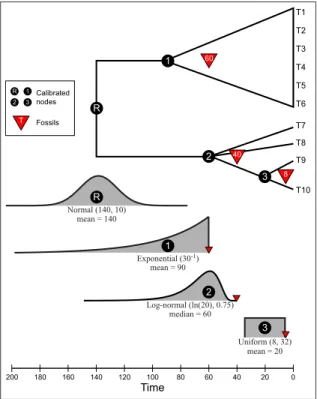 Figure 5: Four nodes with fossil calibration for the divtime.nex data set. There are calibrations on the root and 3 other internal nodes