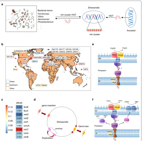 Fig. 6 A hypothetical model for the evolution of the Mtr pathway in Shewanella. a Shewanella may acquire the mtr genes from the ancestor by HGT and exchange with other bacteria