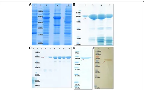 Fig. 2 Sequential purification steps of recombinant OVGP1 (ROVGP1). Chromatogram of (a) IMAC based affinity purification: purification of recombinantOVGP1 through IMAC resulted in a single peak (indicated by arrow) after applying a gradient of 0–100% (300 