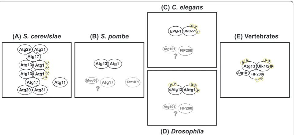 Figure 1 Evolutionary descent of the vertebrate Ulk1/2-Atg13-FIP200 complexthe protein kinase Atg1 is found in a large protein complex that comprises Atg13 and Atg17-Atg29-Atg31, once autophagy is initiated