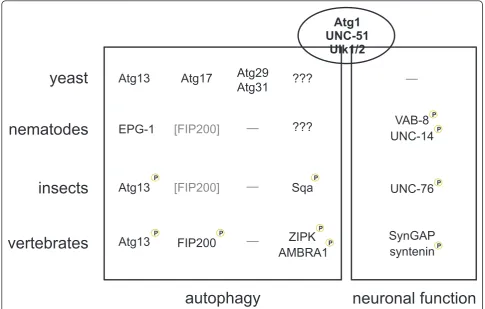 Figure 2 Interaction partners and substrates of Atg1, UNC-51 and Ulk1/2relevant substrates of Ulk1 [131]
