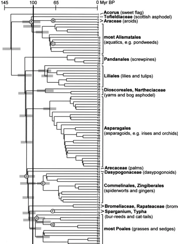 Fig. 1. Phylogeny of monocots with major clades that date back to the Early Cretaceous ( ⬎100 Myr B.P.)