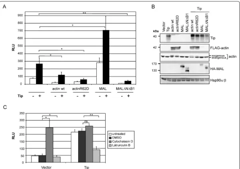 Figure 2 Effects of actin dynamics and the cofactor MAL on SRF activityμRepresentative expression controls carried out by immunoblot analysis with whole cell lysates 48 h post transfection