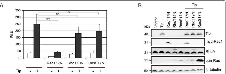 Figure 3 Influence of dominant-negative GTPases on SRF activation. Jurkat T cells were transiently transfected with expression plasmidscoding for myc-Rac1-T17N (RacT17N), RhoA-T19N (RhoT19N) and H-Ras-S17N (RasS17N) alone or in combination with a Tip expre