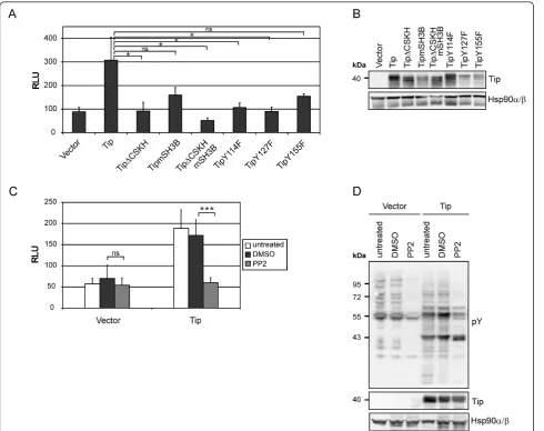 Figure 4 The role of Src-kinase interactions of Tip for SRF activationnegative control