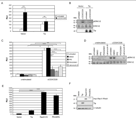 Figure 5 SRF activation by TCR engagement and by constitutively active Rac1 or RhoAphosphorylation and expression.were cotransfected with p3D.A-Luc