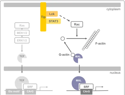 Figure 6 Model for Tip-induced SRF activation. The membrane-associated viral oncoprotein Tip engages and activates the Src-family kinaseLck