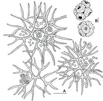 Fig. 6. Gymnoascus verrucosus. (AMH 9454) A. Ascomata with loose central mass of asci and ascospores and thick-walled, septate peridial hyphae radiating towards periphery