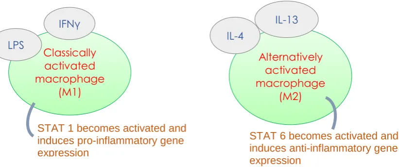 Figure 1.2.1.1: Diagram portraying the macrophage polarisation paradigm whereby macrophages take an anti-inflammatory or pro-inflammatory phenotype depending on the stimulus