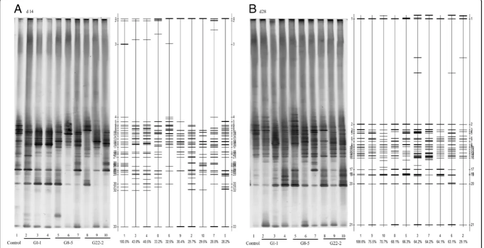 Fig. 1 Effect of three Lactobacillus strains on the fecal relative 16S rRNA gene copies of lactobacilli (a) and E