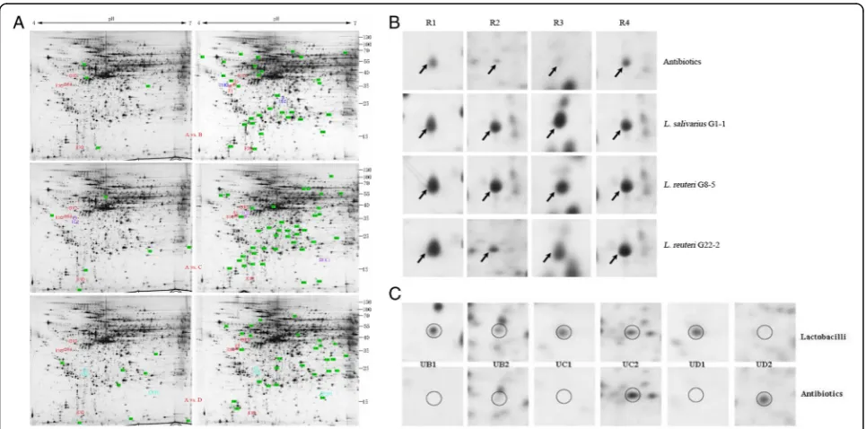 Table 3 Effect of three Lactobacillus strains on the similaritiesamong digitalized DGGE profiles of PCR-amplified 16S rRNAfrom fecal DNA after Bio-Rad Quantity One software comparison
