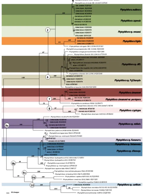 Fig. 2. A phylogram based on ITS sequence data indicating the placement of the 14 Phytophthora species recovered in this study in relation to closely related taxa