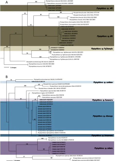 Fig. 3. Phylograms based on coxI sequence data indicating the placement of undescribed Phytophthora taxa recovered in this study in relation to closely related taxa in (A) Phytophthora Clade 6 and (B) Phytophthora Clade 9