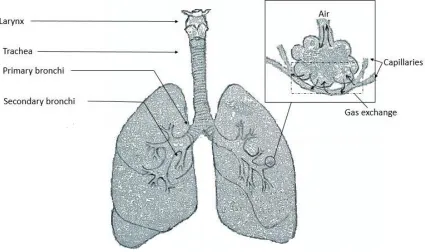 Figure 1.1. The lungs  
