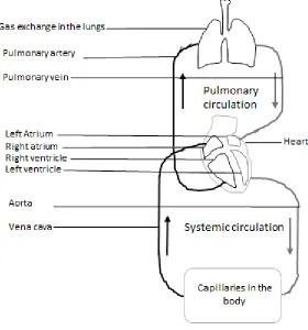 Figure 1.2. Oxygen transport in the blood  