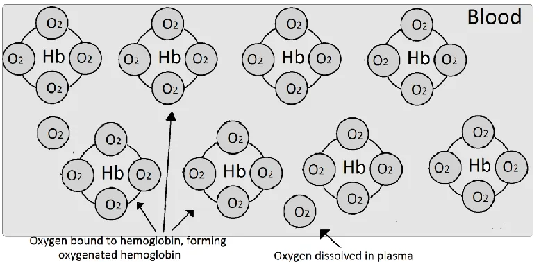Figure 1.3. Oxygen bound to hemoglobin  